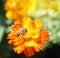 Close up top view bee pollinates atÂ .orange Cosmos sulphureus flower in garden with blurry background